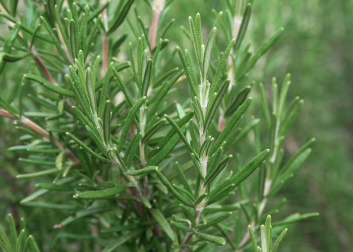 Ekološko eterično olje Rožmarin - Image 3